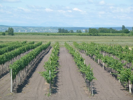 Unterkunft Weingut & Ferienwohnungen Kroiss, Illmitz