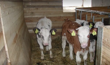 Huberhof im Almenland, szlls Sankt Kathrein am Offenegg