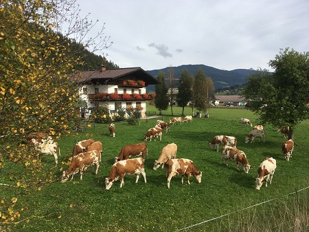 Scharfetthof, szlls Flachau